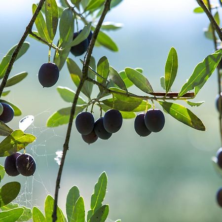 Azienda Agricola Moschioni Чивідале-дель-Фріулі Екстер'єр фото