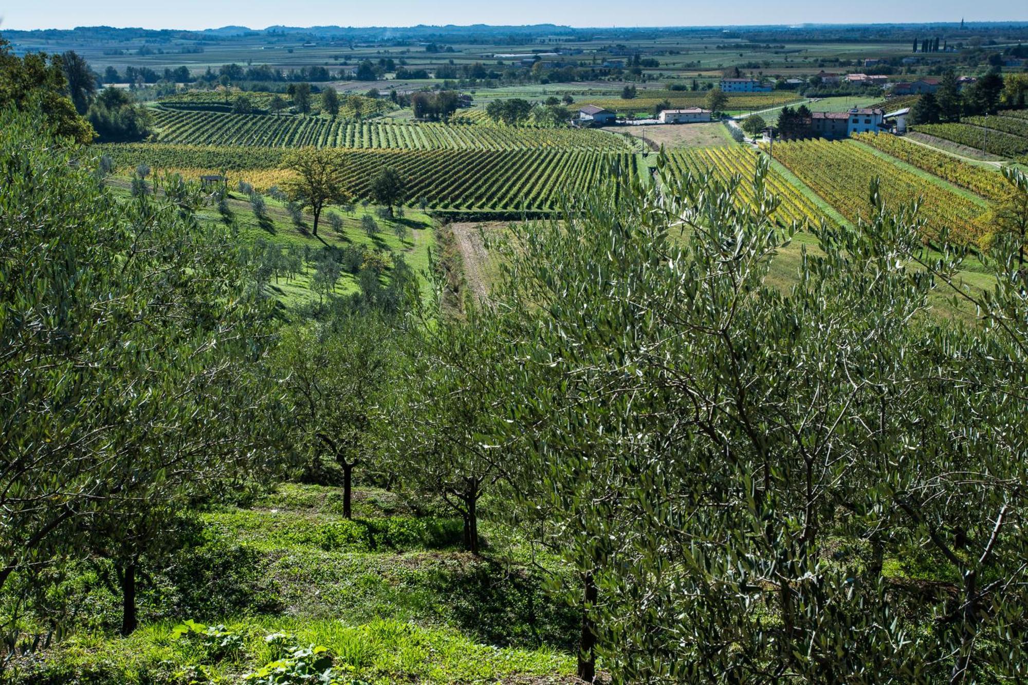 Azienda Agricola Moschioni Чивідале-дель-Фріулі Екстер'єр фото